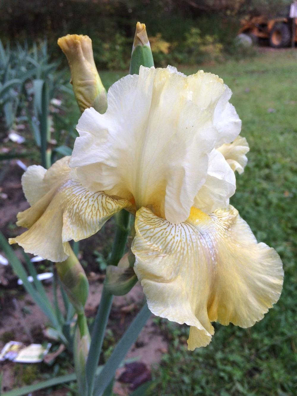 Iris germanica 'Again and Again'